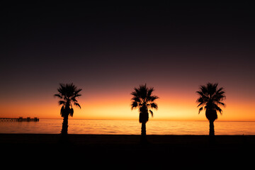Sunset palm tree and jetty,  Smoky Bay