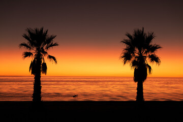 Fototapeta na wymiar Sunset palm tree and pelicans, Smoky Bay