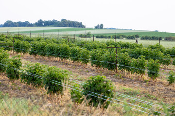 Fototapeta na wymiar Long rows with green raspberry bushes near the house, many raspberry bushes in the garden