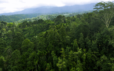the forest is with hills and cloudy sky viewed from the peak