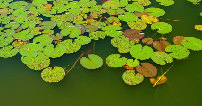 Water lilies without flowers. Handheld wide shot of many lily pads in green pond. Close-up. Nature conservation. Problems with vegetation, cleanliness of reservoirs. Germany. Nature landscape.