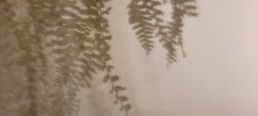 fern plants shadow with white background and texture