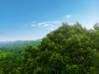 Obraz premium the forests with blue sky