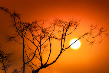 the silhouette of the dry twig against the sunset