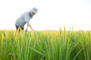 米の成長を調べる農家