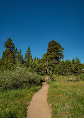 Long Hiking Path through Woods - 520911844
