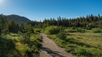 Walking Path in California Wilderness Northern - 520911853
