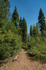 Gravel Walking Trail in California Woods - 520911856
