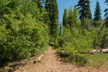 Brush Growing Near Hiking Trail California - 520911857