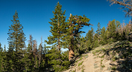 Mountainside Hiking Trail in California - 520911858