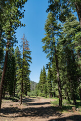 Tall Pines over Hiking Trail in Mountains - 520911859