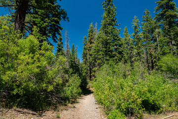 Hiking Trail through Brush in California Woodlands - 520911860