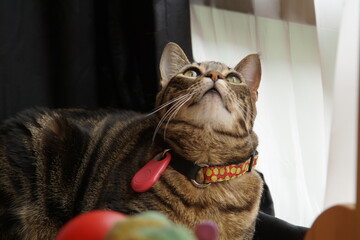 cat in a christmas cap