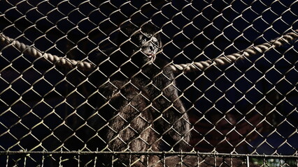 Monkey in prison