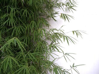 copy space bamboo tree plant on white background