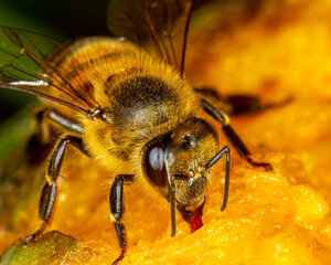 Bee feeding on a fruit mango macro photography