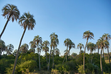 Summer landscape of El Palmar National Park, in Entre Rios, Argentina, a protected area where the endemic Butia yatay palm tree is found. Concepts: ecological tourism, protection of native species.