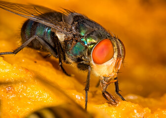 Close up of Housefly on mango fruit - Macro photo of fly on mango