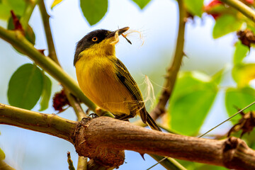  Todirostrum cinereum. Bird Yellow and black on branch.
Beautiful bird black and yellow on branch with defocused background - 