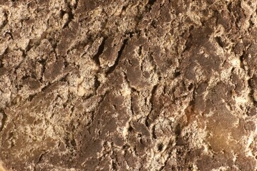 Magnified view of immature spore mass (gleba) of puffball mushroom (Scleroderma cepa)