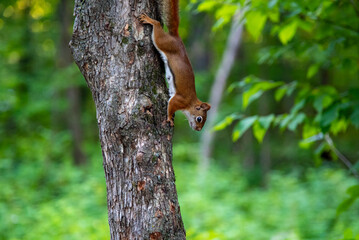 red squirrel on a tree
