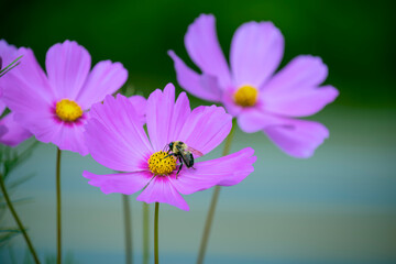 Pink cosmos flowers and a bee collecting nectar.