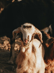 portrait of a litlle goat