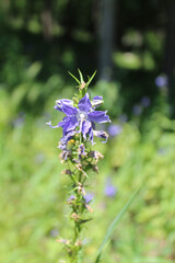Single American bellflower bloom at Camp Pine Woods in Des Plaines, Illinois