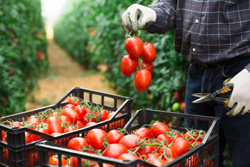 Closeup of ripe red tomatoes harvested by hands of male farmer in greenhouse
