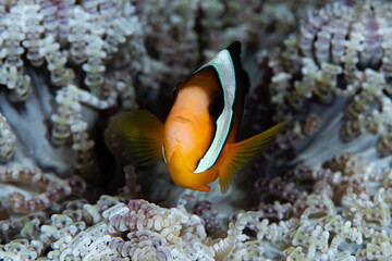 Fototapeta na wymiar Clown fish - Amphiprion clarkii. Sea life of Tulamben, Bali, Indonesia.