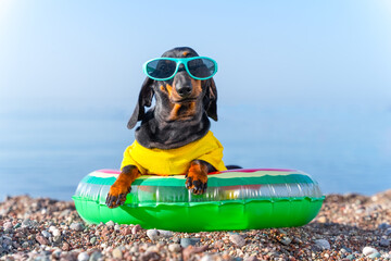 Stylish dachshund puppy in sunglasses sits in inflatable swimming ring on seashore, front view....
