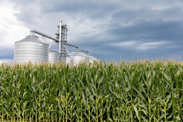 Cornfield in summer with grain storage elevator in background and storm clouds in sky. Corn...