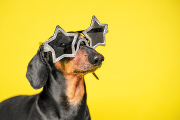 Important dog in star glasses portrait profile close-up. Dachshund in stage image of rock and roll star. Proud profile of dog wearing sunglasses, star fever. Stylish clothes and accessories for pets.