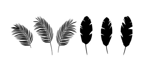 Egzotyczne liście - palma i banan. Botaniczna ilustracja tropikalnej rośliny na białym tle. Ilustracja wektorowa. - obrazy, fototapety, plakaty