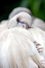 pictures of sleeping flamingo bird