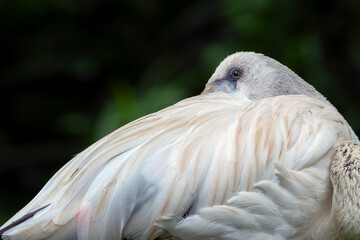 pictures of sleeping flamingo bird