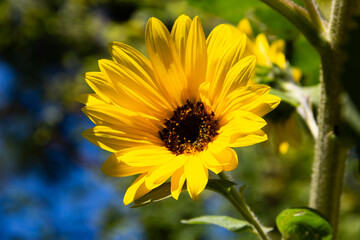 yellow sunflower flowers on the plant