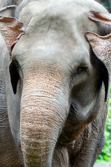 Close-up photo of Sumatran elephant