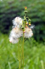 flowers blown by the wind