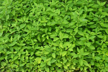 background of leaves