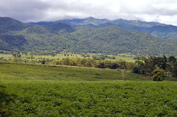 Naklejka premium vineyard in region country