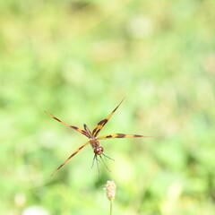 Orange Dragon Fly Landing On Grass