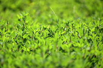 炎天下でも元気な公園の草