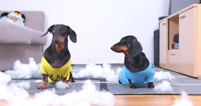 Dachshunds are sitting on carpet, filler for soft toys or puffer jackets that they have torn is scattered around. Dogs are looking at each other trying to figure out how to avoid punishment