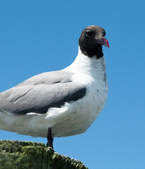 black headed gull