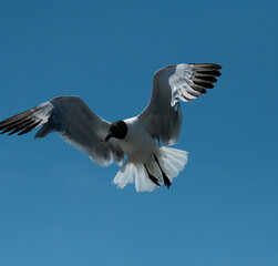 seagull in the sky