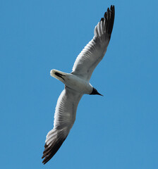 seagull soaring in the sky