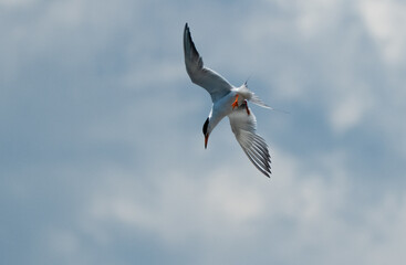seagull in flight