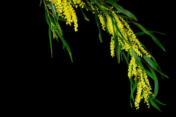 A wattle branch full of flowers, photographed against a dark background