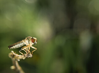The Asilidae are the robber fly family, also called assassin flies. They are powerfully.